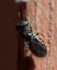 Pteromalinae inconnu